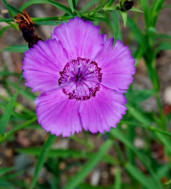 UC Botanical Gardens