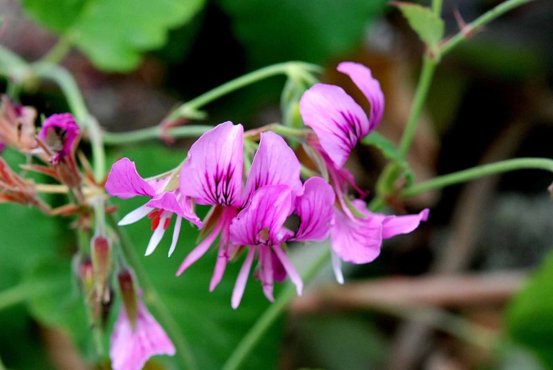 UC Botanical Gardens