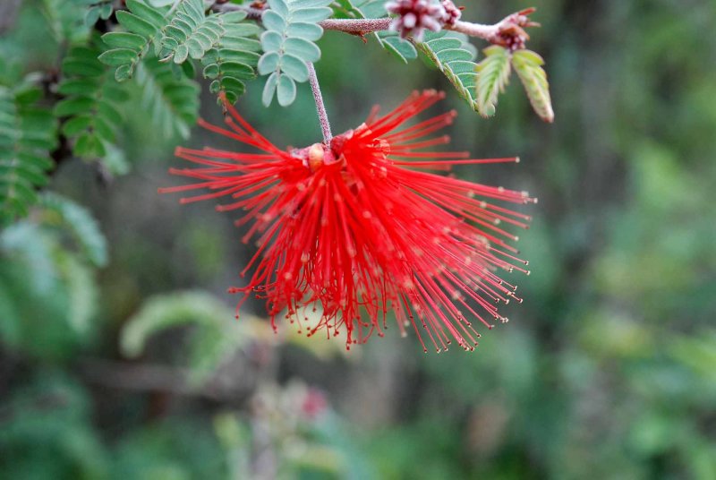 UC Botanical Gardens