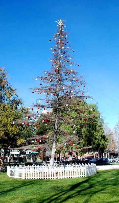 Charlie Brown's recession holiday tree in Concord,CA