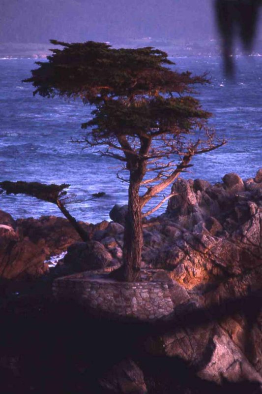 Monterey(CA) sunset