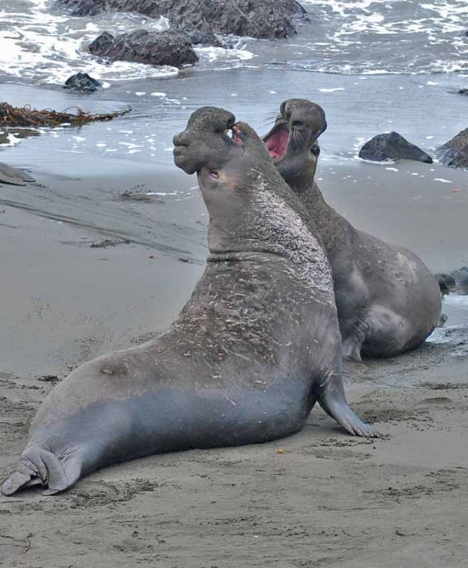 Elephant Seals of Piedras Blanca