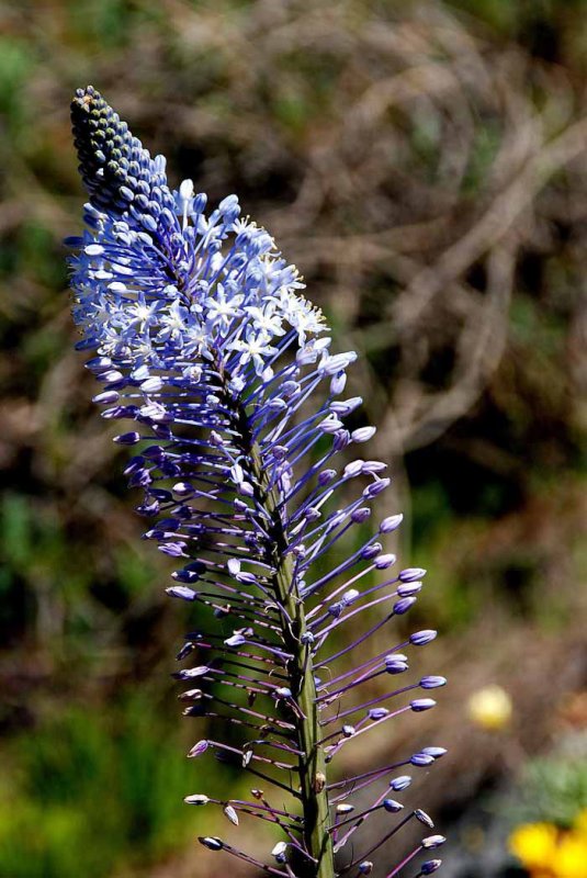 UC Botanical Gardens