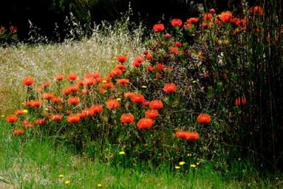 UC Santa Cruz Arboretum