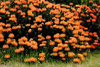 UC Santa Cruz Arboretum