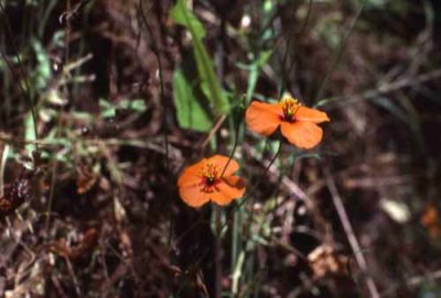 Wildflowers of Mt. Diablo