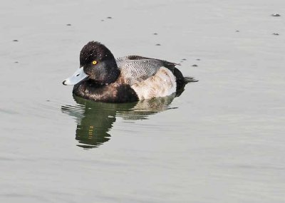 Bolsa Chica Wetlands