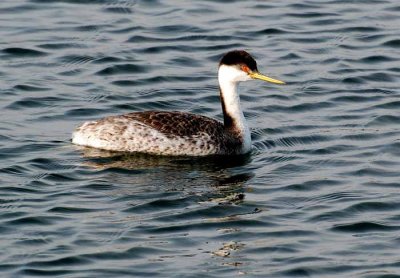 Bolsa Chica Wetlands