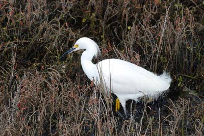 Bolsa Chica Wetlands