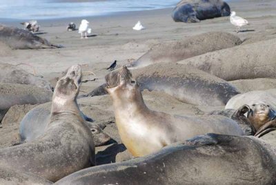 Elephant Seals of Piedras Blanca