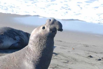 Elephant Seals of Piedras Blanca