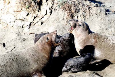 Elephant Seals of Piedras Blanca