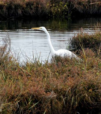 Bolsa Chica Wetlands