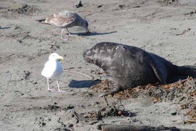 Elephant Seals of Piedras Blanca