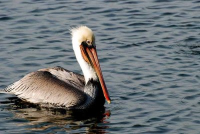 Bolsa Chica Wetlands