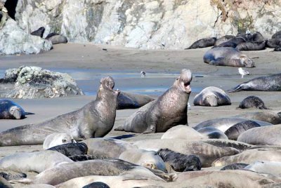 Elephant Seals of Piedras Blanca