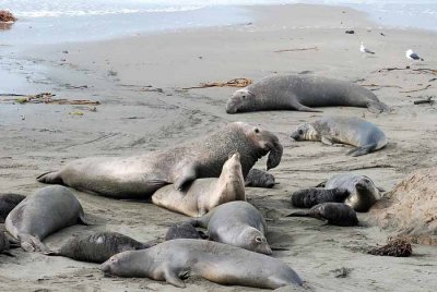 Elephant Seals of Piedras Blanca