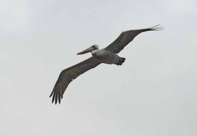 The Brown Pelican