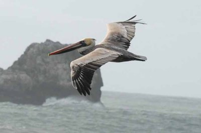 The Brown Pelican