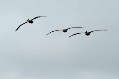 The Brown Pelican