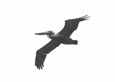 The Brown Pelican