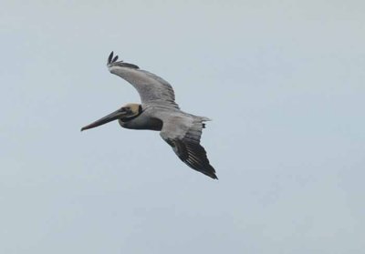 The Brown Pelican