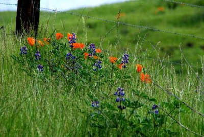 Wildflowers of Mt. Diablo