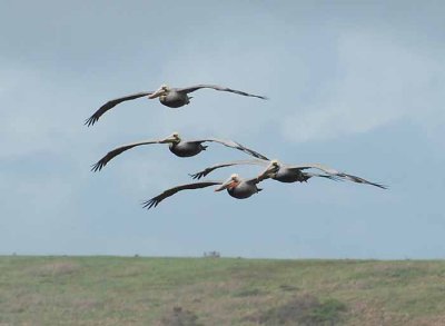 The Brown Pelican