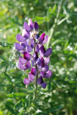 Wildflowers of Mt. Diablo