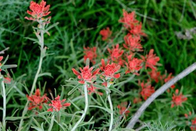 Wildflowers of Mt. Diablo