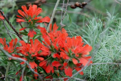 Wildflowers of Mt. Diablo