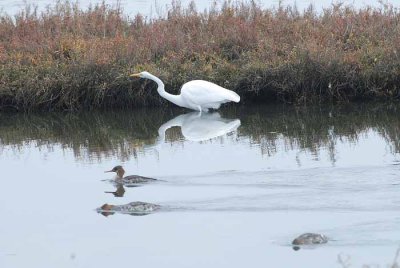 Bolsa Chica Wetlands