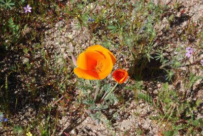 California Poppy Reserve