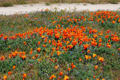 California Poppy Reserve