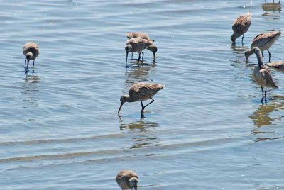 Bodega Bay  & The Sonoma Coast