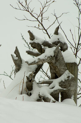 Snowy Driftwood.jpg