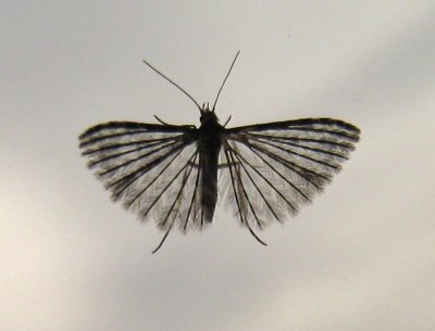 g3/66/866766/3/122484539.8YA3XEVt.jpg