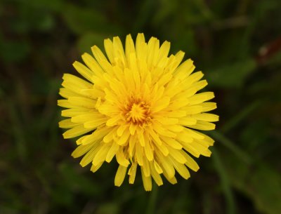 Dandelion.jpg