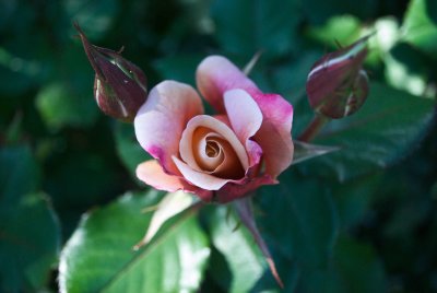 Madame Berkeley, old tea rose