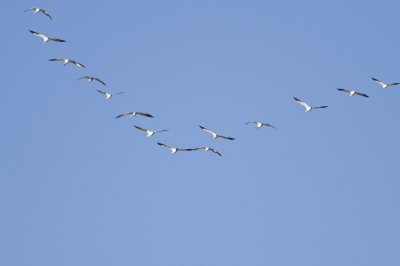 snow_geese