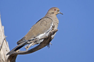 White-winged Dove