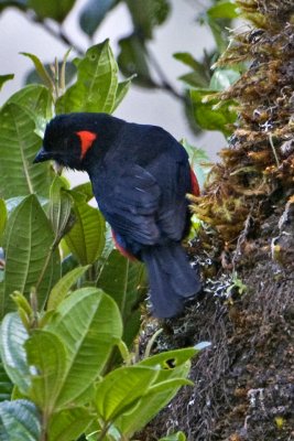 Scarlet bellied Mountain Tanager