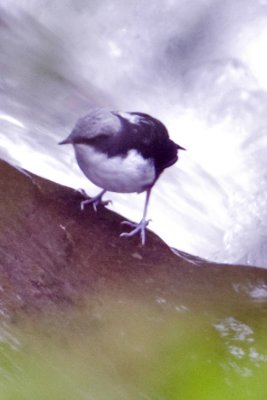 White Capped Dipper