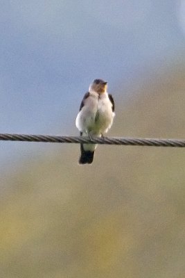 Southern-ruffwinged Swallow