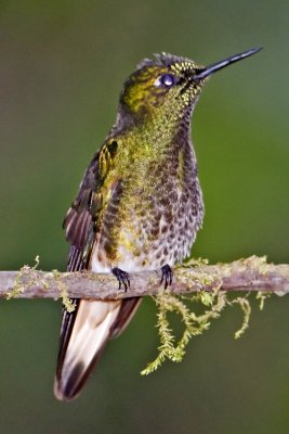 Buff-tailed Coronet