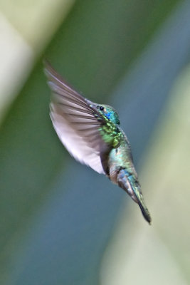 Sparkling Violet Ear