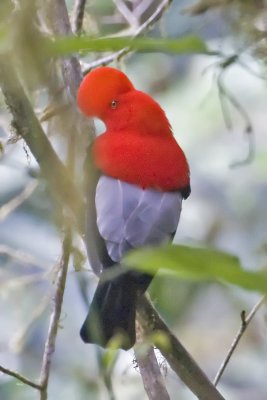 Cock of the Rock