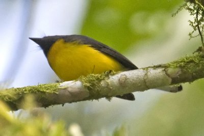 Slate-throated Whitestart