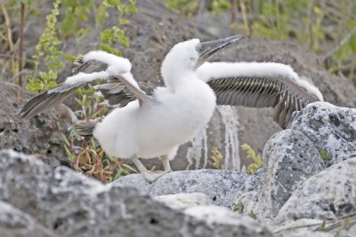 Blue-footed Booby