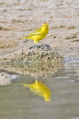 Galapagos Yellow Warbler